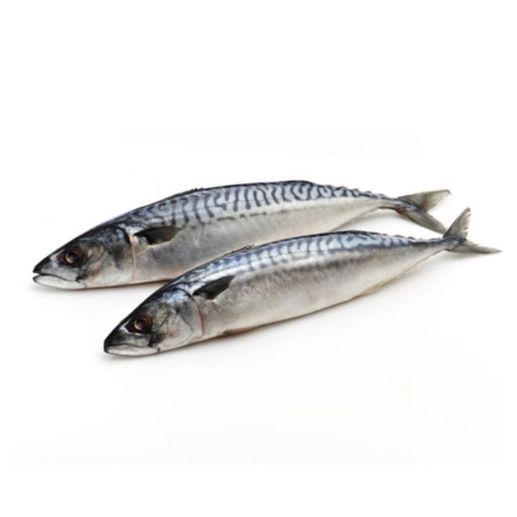 Atlantic Mackerel 1 kg