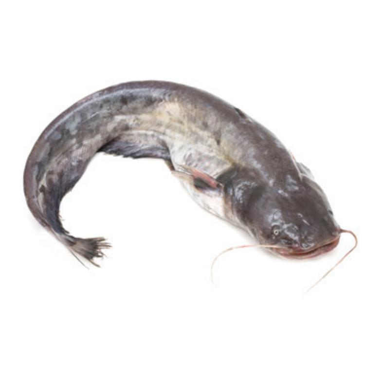 Catfish big ca. 1.2 kg
