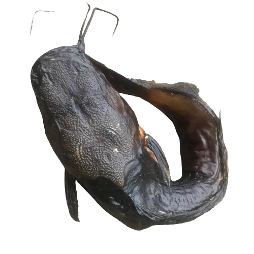 Catfish smoked round 1 kg