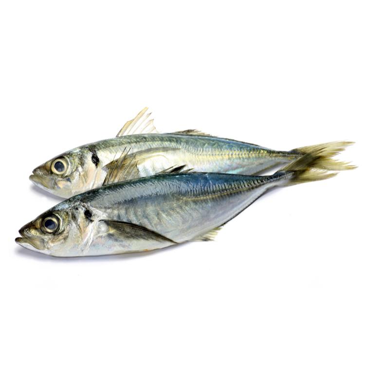 Horse Mackerel / Thomson 1 kg