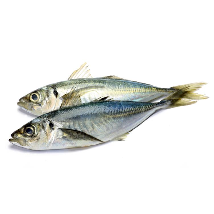 Horse Mackerel / Thomson ca. 2 kg