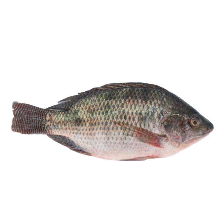Tilapia black 1 kg