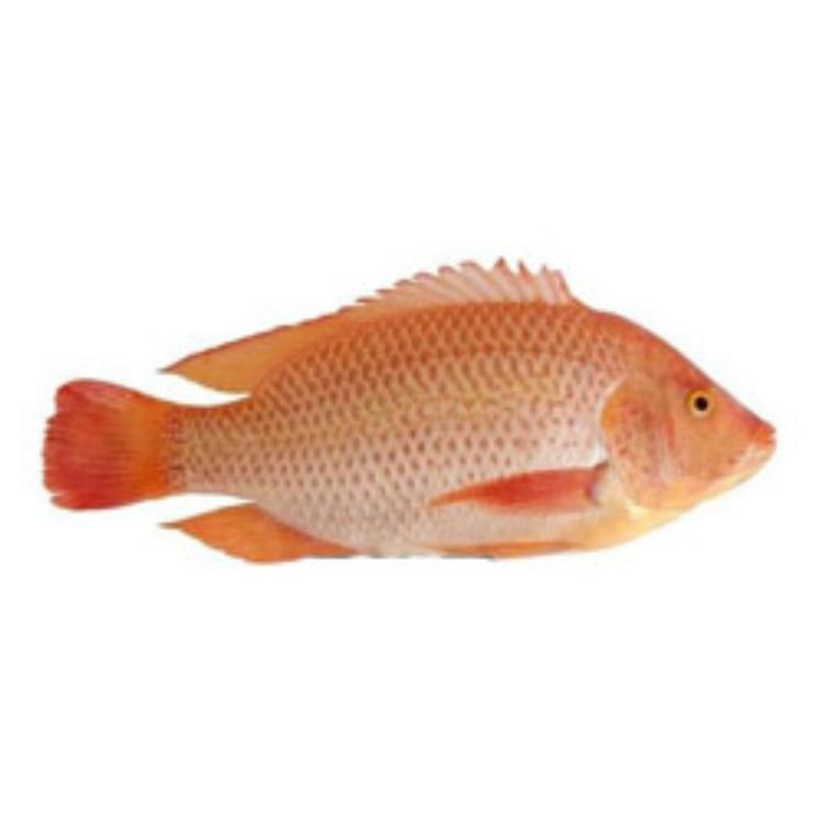 Tilapia red 1 kg